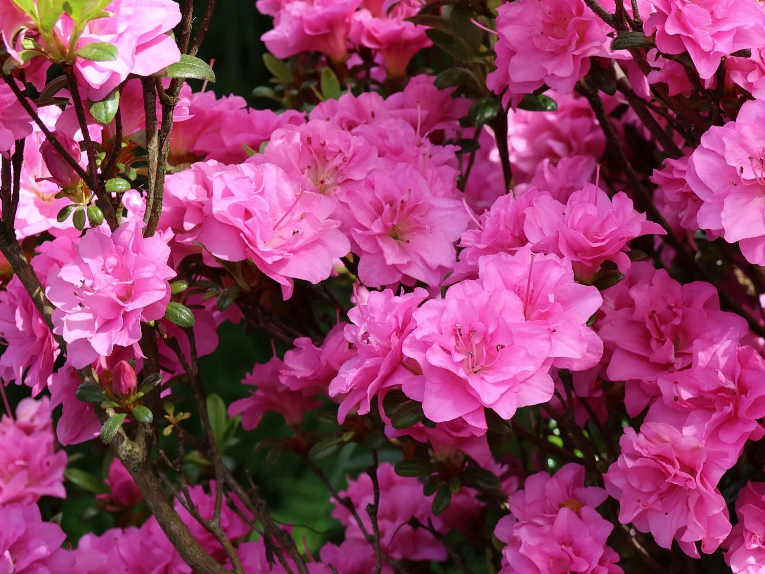 Japanische Azalee 'Rosinetta' ® 4 Japanische Azalee 'Rosinetta' ® – Bild 2