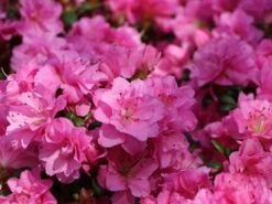 Japanische Azalee 'Rosinetta' ® 10 Japanische Azalee 'Rosinetta' ® -Günstiges Erd Seele Geschäft japanische azalee rosinetta m003380 w 3