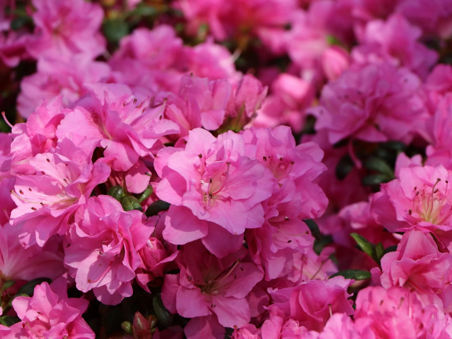 Japanische Azalee 'Rosinetta' ® 5 Japanische Azalee 'Rosinetta' ® – Bild 3