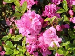 Japanische Azalee 'Rosinetta' ® 11 Japanische Azalee 'Rosinetta' ® -Günstiges Erd Seele Geschäft japanische azalee rosinetta m003380 w 4