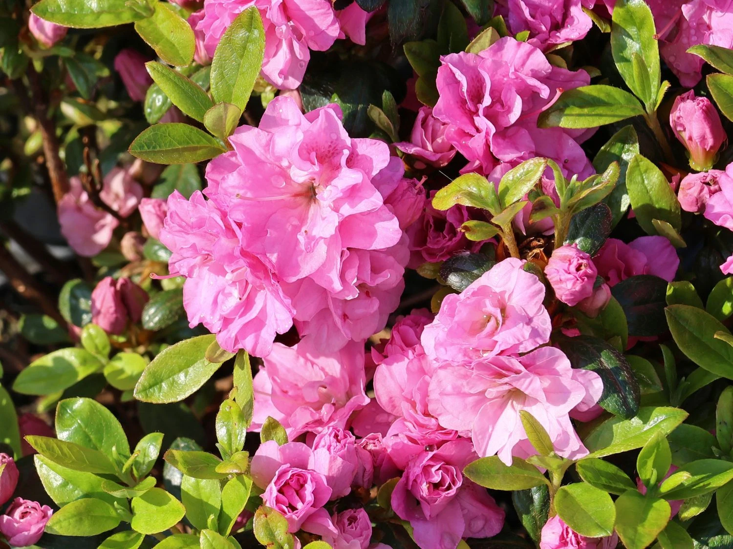 Japanische Azalee 'Rosinetta' ® 6 Japanische Azalee 'Rosinetta' ® – Bild 4