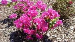 Japanische Azalee 'Rubinstern' -Günstiges Erd Seele Geschäft japanische azalee rubinstern m003390 547500 0