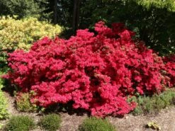 Japanische Azalee 'Rubinstern' -Günstiges Erd Seele Geschäft japanische azalee rubinstern m003390 w 1