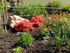 Japanische Azalee 'Satschiko' / Geisha Orange ® 10 Japanische Azalee 'Satschiko' / Geisha Orange ® -Günstiges Erd Seele Geschäft japanische azalee satschiko geisha orange m002414 411240 0