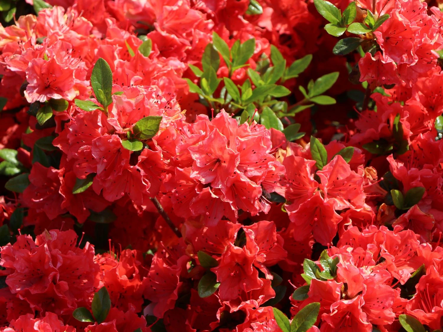 Japanische Azalee 'Satschiko' / Geisha Orange ® 3 Japanische Azalee 'Satschiko' / Geisha Orange ®