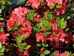 Japanische Azalee 'Satschiko' / Geisha Orange ® 8 Japanische Azalee 'Satschiko' / Geisha Orange ® -Günstiges Erd Seele Geschäft japanische azalee satschiko geisha orange m002414 w 0