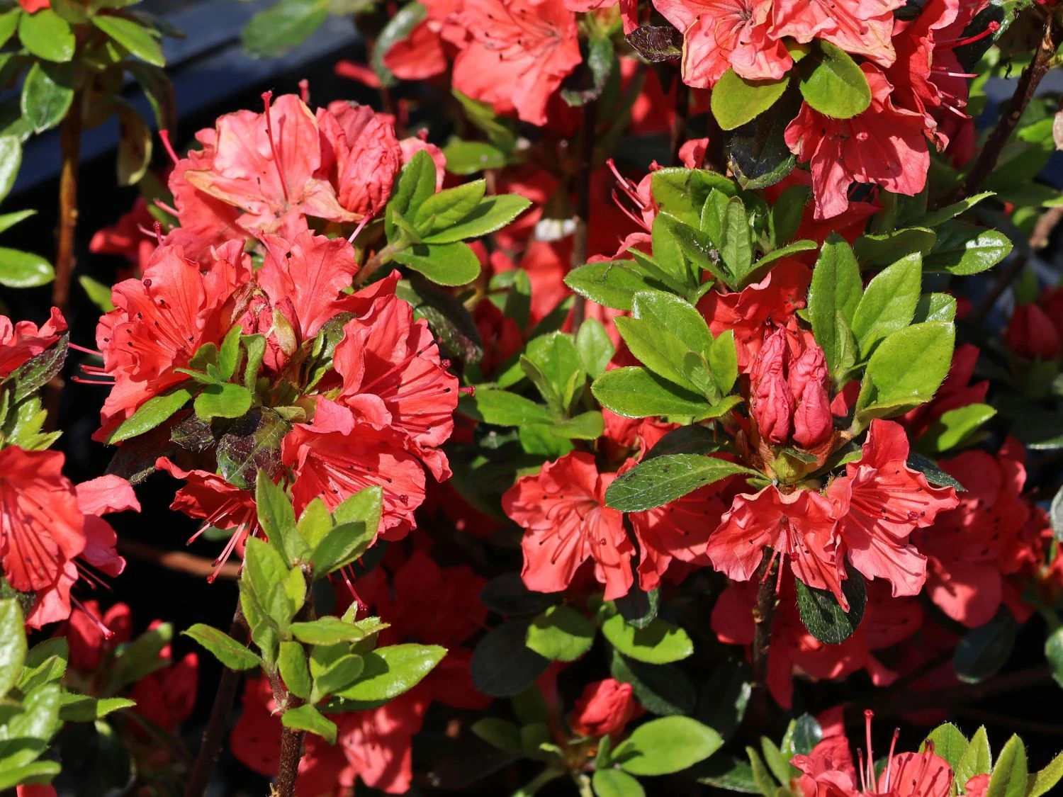 Japanische Azalee 'Satschiko' / Geisha Orange ® 4 Japanische Azalee 'Satschiko' / Geisha Orange ® – Bild 2