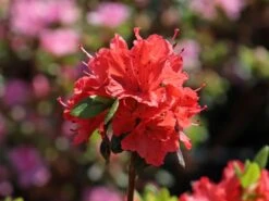 Japanische Azalee 'Satschiko' / Geisha Orange ® 9 Japanische Azalee 'Satschiko' / Geisha Orange ® -Günstiges Erd Seele Geschäft japanische azalee satschiko geisha orange m002414 w 1