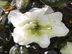 Japanische Azalee 'Schneeperle' ® 24 Japanische Azalee 'Schneeperle' ® -Günstiges Erd Seele Geschäft japanische azalee schneeperle m003392 1016565 0