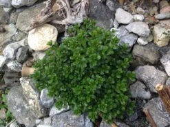 Japanische Azalee 'Schneeperle' ® 23 Japanische Azalee 'Schneeperle' ® -Günstiges Erd Seele Geschäft japanische azalee schneeperle m003392 740911 0