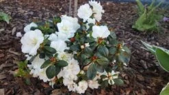 Japanische Azalee 'Schneeperle' ® 25 Japanische Azalee 'Schneeperle' ® -Günstiges Erd Seele Geschäft japanische azalee schneeperle m003392 993801 0