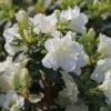 Japanische Azalee 'Schneeperle' ® -Günstiges Erd Seele Geschäft japanische azalee schneeperle m003392 h 0