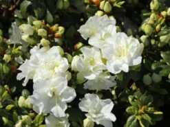 Japanische Azalee 'Schneeperle' ® 20 Japanische Azalee 'Schneeperle' ® -Günstiges Erd Seele Geschäft japanische azalee schneeperle m003392 w 0