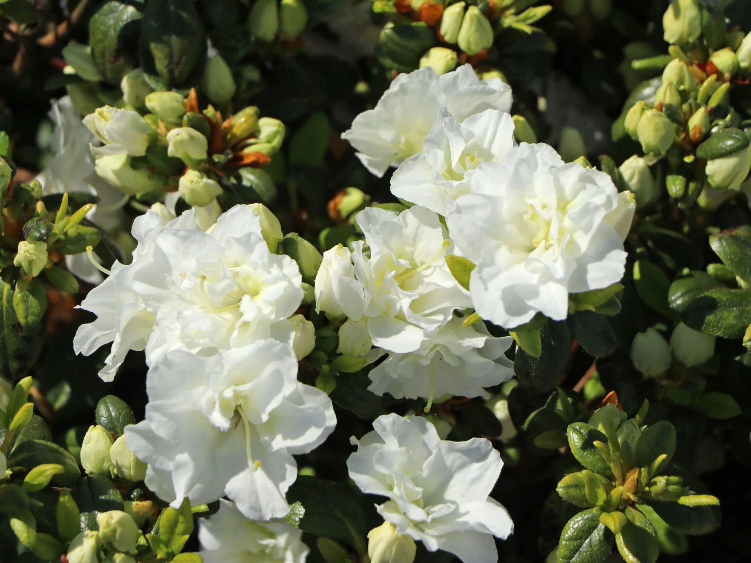 Japanische Azalee 'Schneeperle' ® 9 Japanische Azalee 'Schneeperle' ® – Bild 7