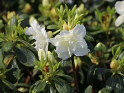 Japanische Azalee 'Schneeperle' ® 17 Japanische Azalee 'Schneeperle' ® -Günstiges Erd Seele Geschäft japanische azalee schneeperle m003392 w 1