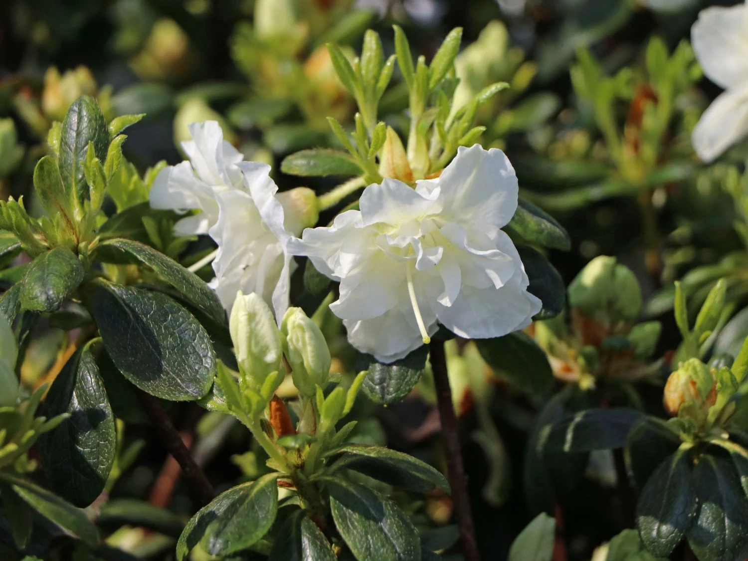 Japanische Azalee 'Schneeperle' ® 6 Japanische Azalee 'Schneeperle' ® – Bild 4