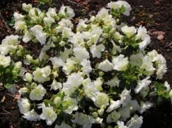 Japanische Azalee 'Schneeperle' ® 18 Japanische Azalee 'Schneeperle' ® -Günstiges Erd Seele Geschäft japanische azalee schneeperle m003392 w 3