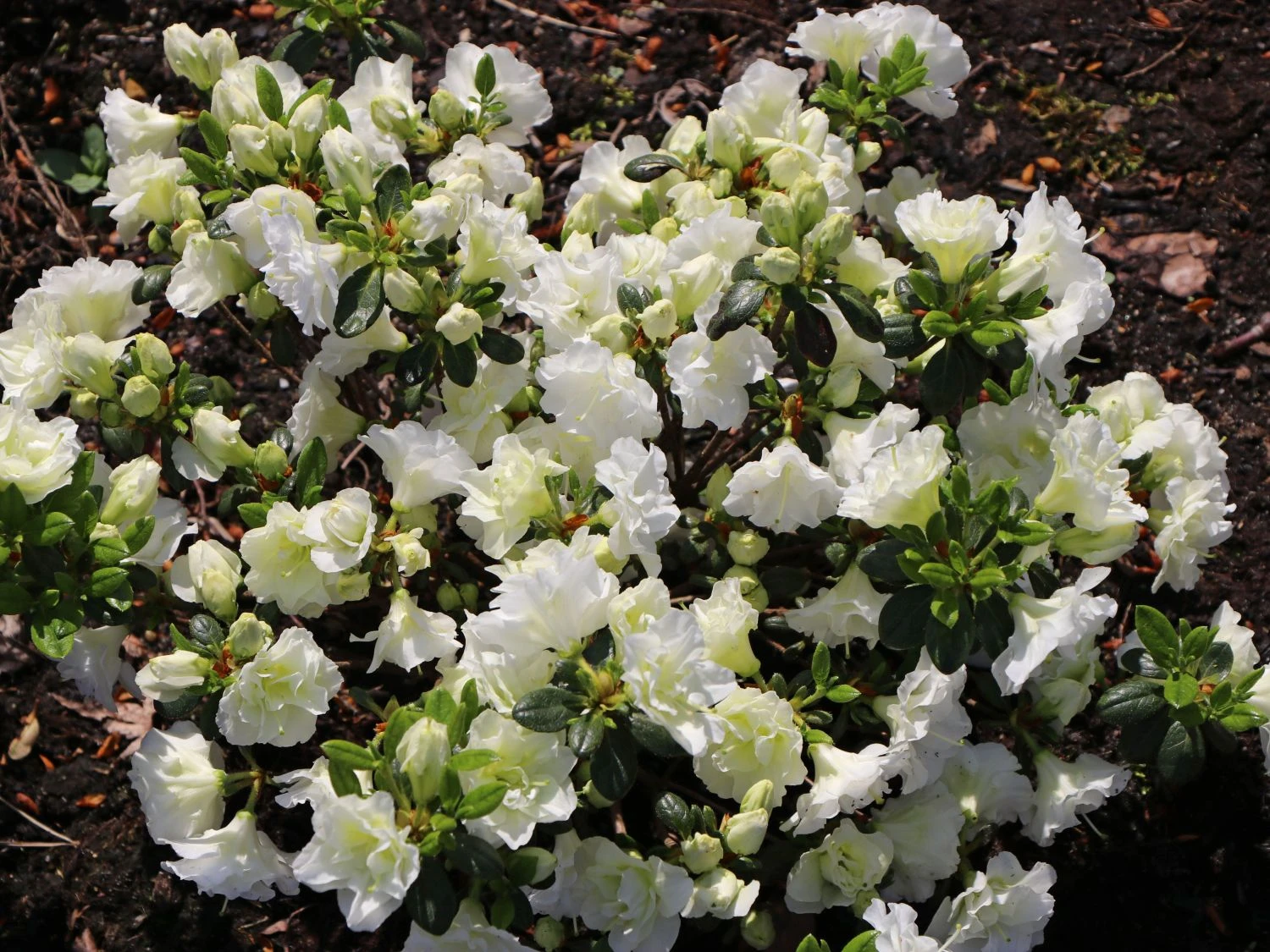 Japanische Azalee 'Schneeperle' ® 7 Japanische Azalee 'Schneeperle' ® – Bild 5