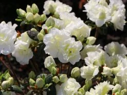 Japanische Azalee 'Schneeperle' ® 19 Japanische Azalee 'Schneeperle' ® -Günstiges Erd Seele Geschäft japanische azalee schneeperle m003392 w 4