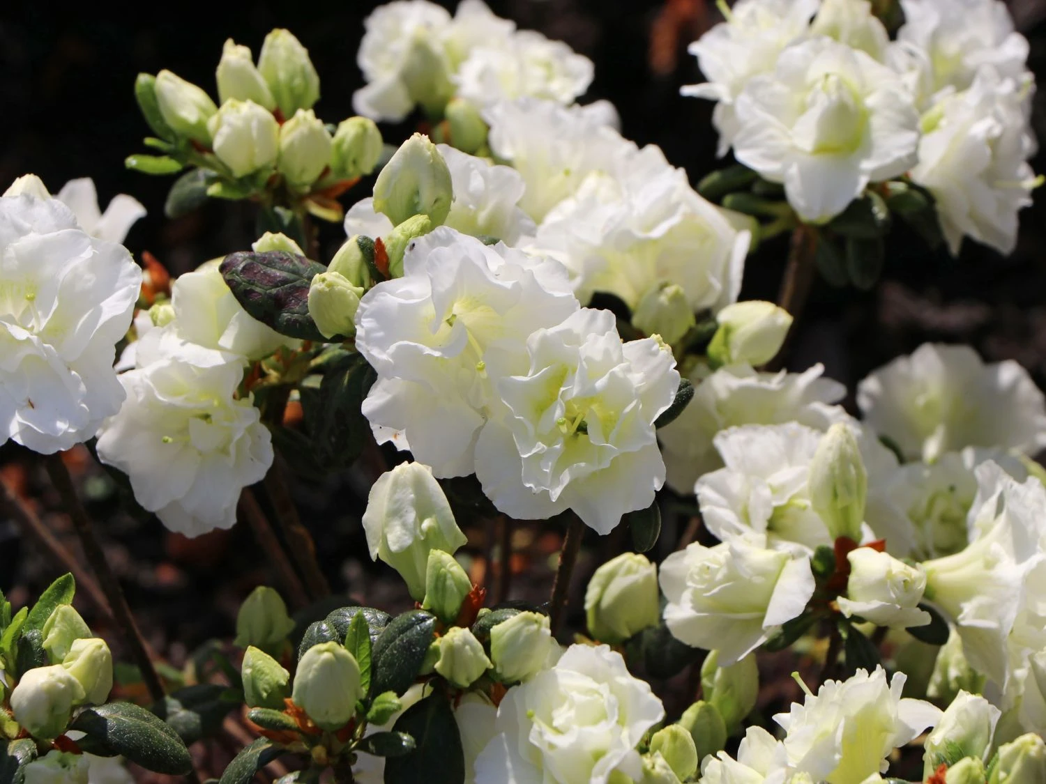 Japanische Azalee 'Schneeperle' ® 8 Japanische Azalee 'Schneeperle' ® – Bild 6