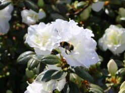 Japanische Azalee 'Schneeperle' ® 22 Japanische Azalee 'Schneeperle' ® -Günstiges Erd Seele Geschäft japanische azalee schneeperle m003392 w 5