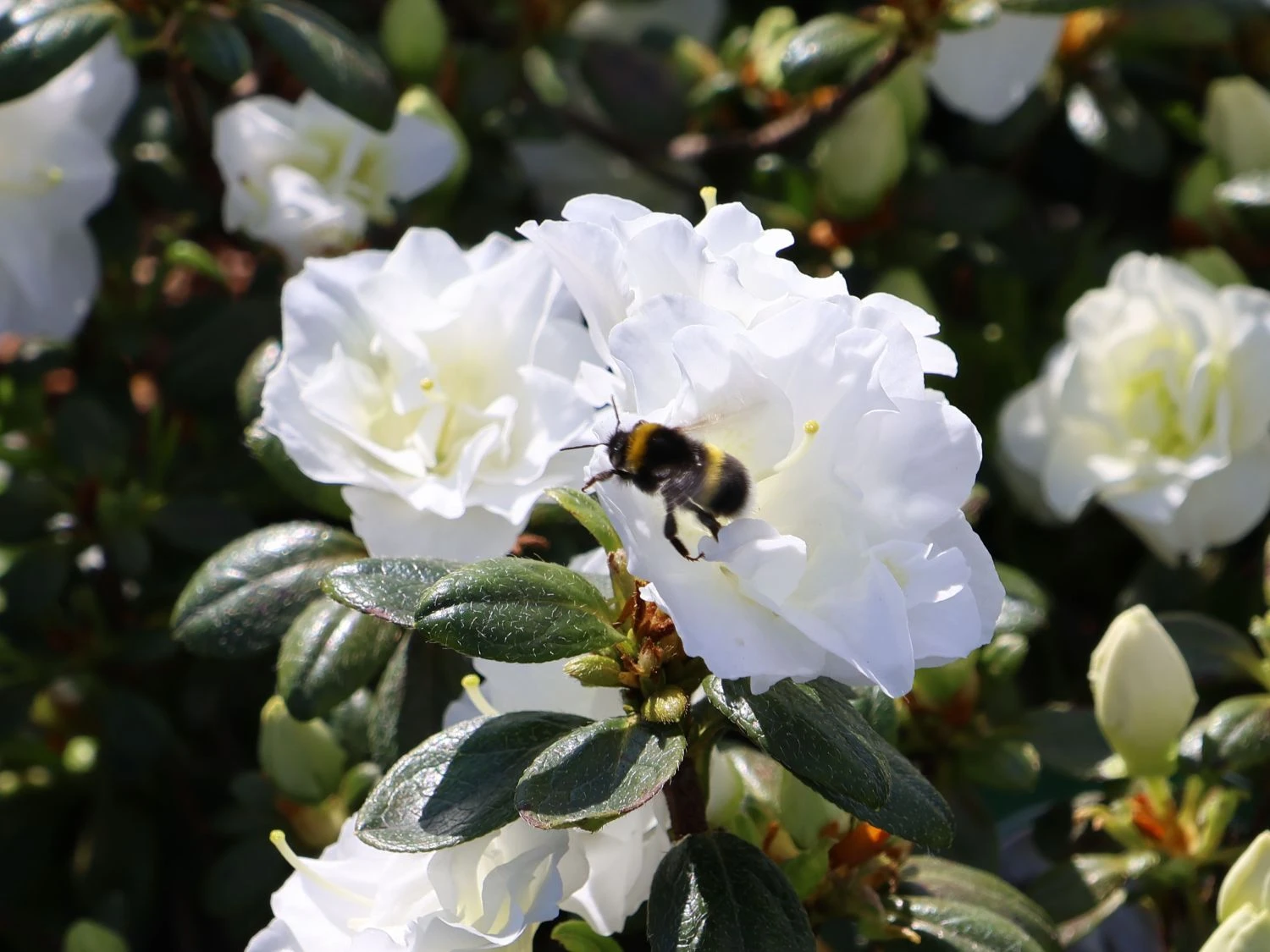 Japanische Azalee 'Schneeperle' ® 11 Japanische Azalee 'Schneeperle' ® – Bild 9