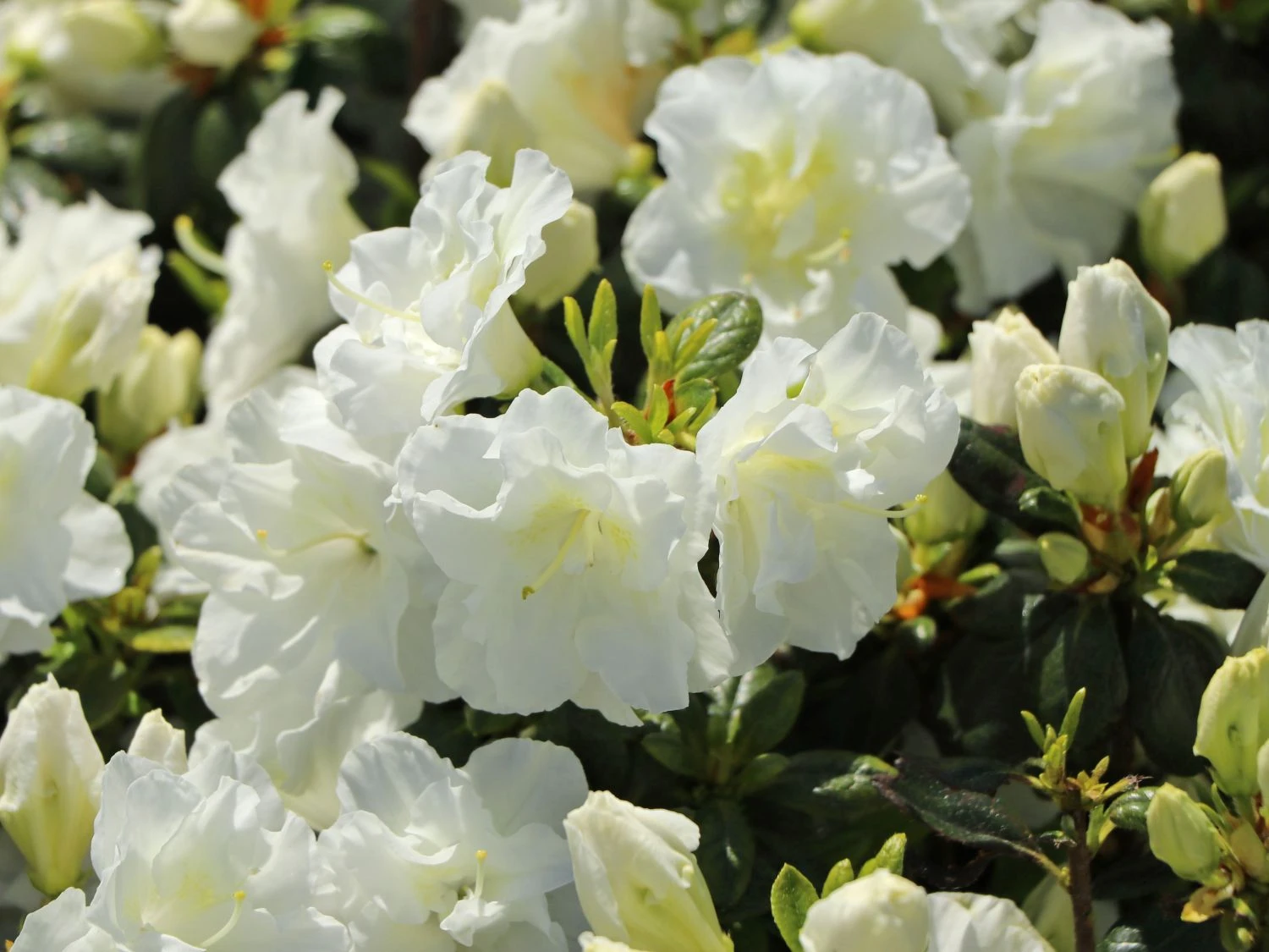 Japanische Azalee 'Schneeperle' ® 4 Japanische Azalee 'Schneeperle' ® – Bild 2