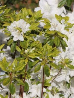 Japanische Azalee 'Schneesturm' -Günstiges Erd Seele Geschäft japanische azalee schneesturm m004154 w 1