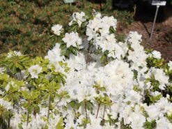 Japanische Azalee 'Schneesturm' -Günstiges Erd Seele Geschäft japanische azalee schneesturm m004154 w 2