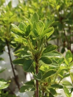 Japanische Azalee 'Schneesturm' -Günstiges Erd Seele Geschäft japanische azalee schneesturm m004154 w 4