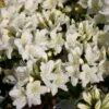 Japanische Azalee 'Schneewittchen' -Günstiges Erd Seele Geschäft japanische azalee schneewittchen m006908 h 0