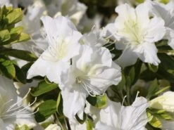 Japanische Azalee 'Schneewittchen' -Günstiges Erd Seele Geschäft japanische azalee schneewittchen m006908 w 1
