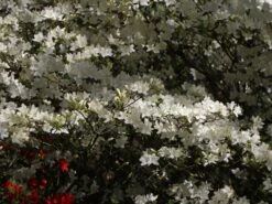 Japanische Azalee 'Schneewittchen' -Günstiges Erd Seele Geschäft japanische azalee schneewittchen m006908 w 2