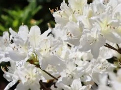 Japanische Azalee 'Schneewittchen' -Günstiges Erd Seele Geschäft japanische azalee schneewittchen m006908 w 5