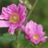 Japanische Herbst-Anemone 'Margarete' 2 Japanische Herbst-Anemone 'Margarete' -Günstiges Erd Seele Geschäft japanische herbst anemone margarete m057046 h 0