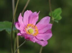 Japanische Herbst-Anemone 'Margarete' -Günstiges Erd Seele Geschäft japanische herbst anemone margarete m057046 w 1
