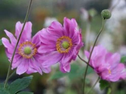 Japanische Herbst-Anemone 'Margarete' -Günstiges Erd Seele Geschäft japanische herbst anemone margarete m057046 w 3