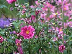 Japanische Herbst-Anemone 'Margarete' -Günstiges Erd Seele Geschäft japanische herbst anemone margarete m057046 w 4