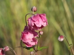 Japanische Herbst-Anemone 'Margarete' -Günstiges Erd Seele Geschäft japanische herbst anemone margarete m057046 w 5