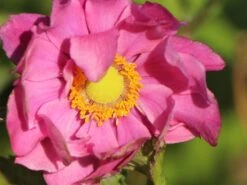 Japanische Herbst-Anemone 'Margarete' -Günstiges Erd Seele Geschäft japanische herbst anemone margarete m057046 w 6