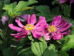 Japanische Herbst-Anemone 'Margarete' -Günstiges Erd Seele Geschäft japanische herbst anemone margarete m057046 w 7