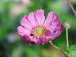 Japanische Herbst-Anemone 'Margarete' -Günstiges Erd Seele Geschäft japanische herbst anemone margarete m057046 w 8