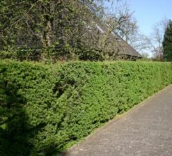 Japanische Lärche -Günstiges Erd Seele Geschäft japanische laerche m008989 w 1