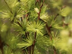 Japanische Lärche -Günstiges Erd Seele Geschäft japanische laerche m008989 w 2