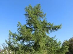 Japanische Lärche -Günstiges Erd Seele Geschäft japanische laerche m008989 w 3