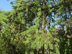 Japanische Lärche -Günstiges Erd Seele Geschäft japanische laerche m008989 w 4