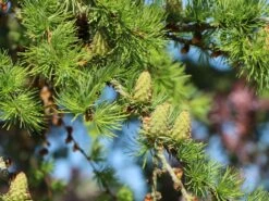 Japanische Lärche -Günstiges Erd Seele Geschäft japanische laerche m008989 w 5