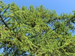 Japanische Lärche -Günstiges Erd Seele Geschäft japanische laerche m008989 w 6