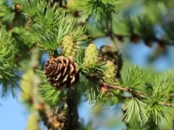 Japanische Lärche -Günstiges Erd Seele Geschäft japanische laerche m008989 w 7