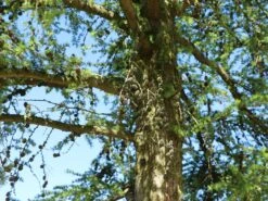 Japanische Lärche -Günstiges Erd Seele Geschäft japanische laerche m008989 w 8